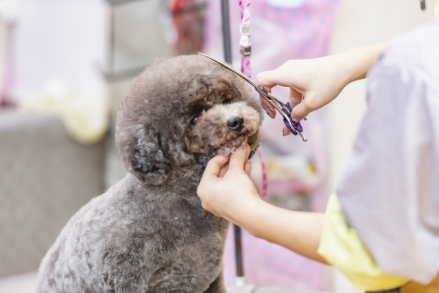 トリミングをするトリマー　犬